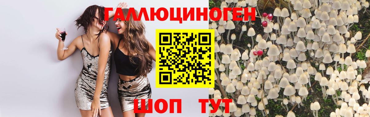 Псилоцибиновые грибы Cubensis  Губкин 